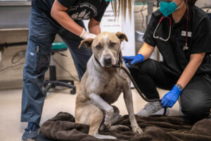 California rescue groups open their doors to pets, some with burns and other injuries